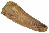 Fossil Spinosaurus Tooth - Real Dinosaur Tooth #331366-1